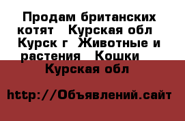 Продам британских котят - Курская обл., Курск г. Животные и растения » Кошки   . Курская обл.